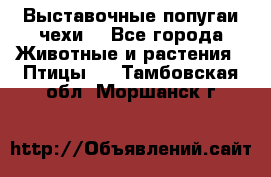 Выставочные попугаи чехи  - Все города Животные и растения » Птицы   . Тамбовская обл.,Моршанск г.